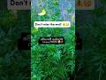 Don't miss the end!🤫#new #chocolate#ai#news#funny#diy #subscribe#shorts#Viral#trending#song#views#xx