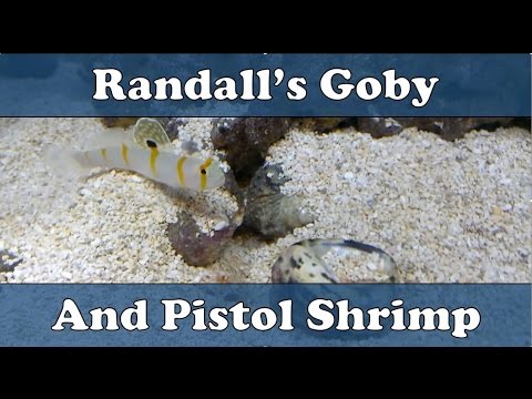 randalls pistol shrimp