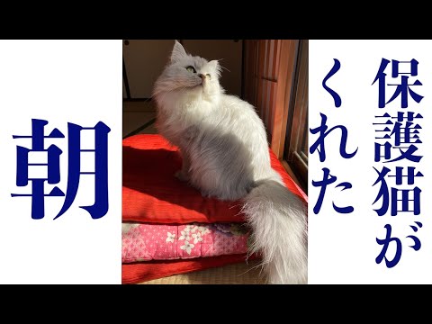 「保護猫」がくれたもの。猫のおかげで人生めちゃくちゃです。助けてください