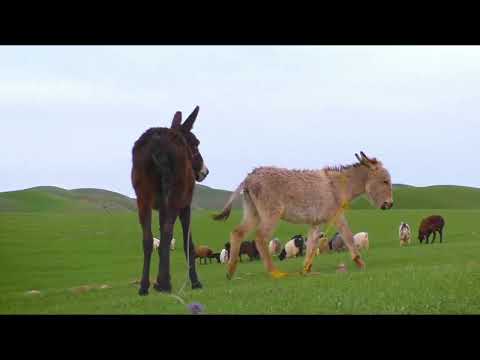 Cute Donkey meeting with mare | Super Murrah Donkey and Horse Meeting