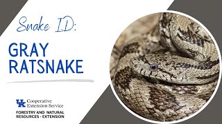 Snake ID: Gray Ratsnake