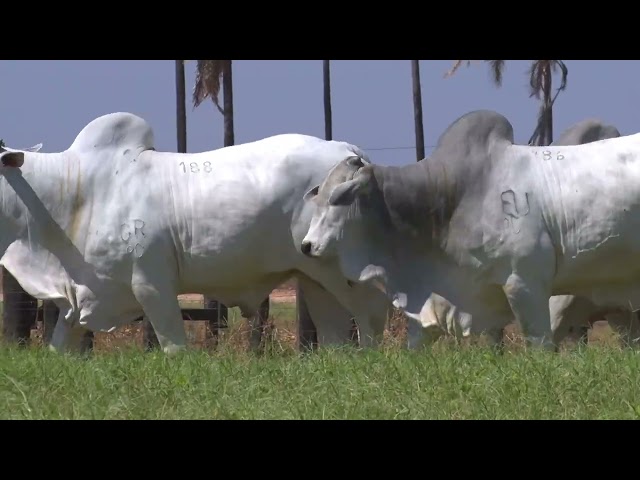 45º Mega Leilão Anual Carpa | BATERIA 18
