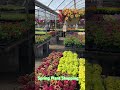 Spring Plant Shopping