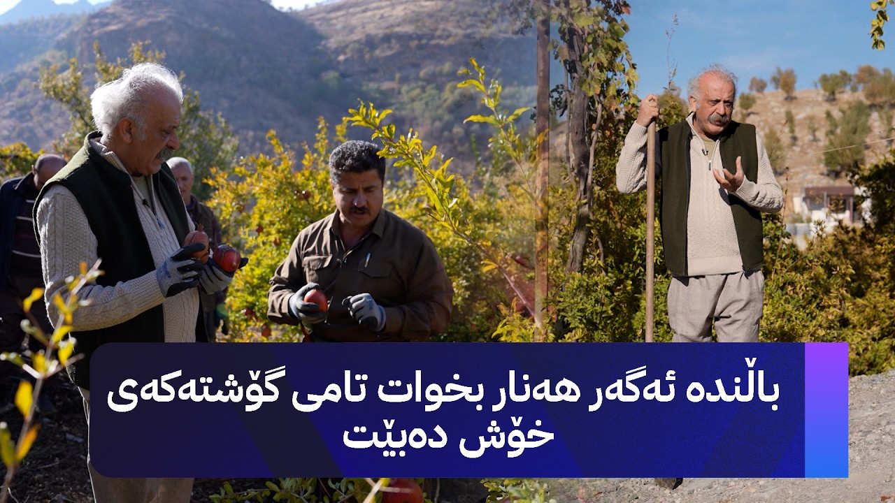 ژین و فەرهاد : باڵندە ئەگەر هەنار بخوات تامی گۆشتەکەی خۆش دەبێت