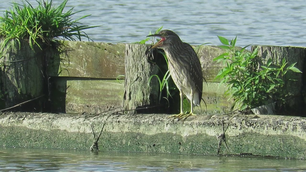 ホシゴイ ゴイサギ Nycticorax Nycticorax の鳴き声 15 6 28 Youtube