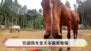 引退馬を支える養老牧場【特集】