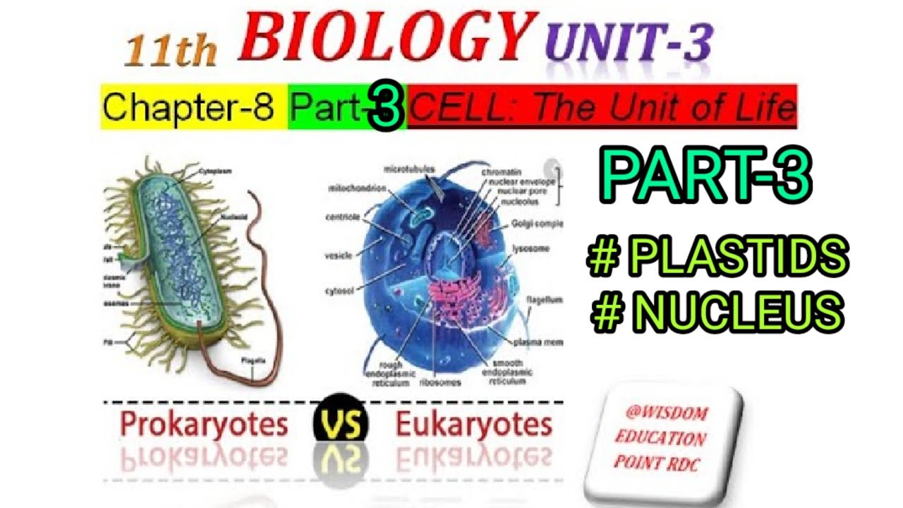 Biology (#Unit-3 #Chapter-8 #Part-3) #PLASTIDS #Nucleus [CELL: the unit