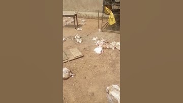 y wks broilers off to mkt  #birds#broiler#chicken#poultry#turkey#farming#hen#egg#layer#viral