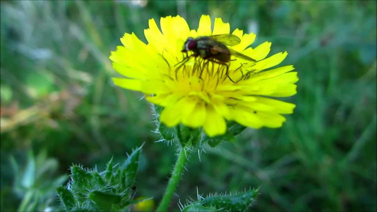 vírusbiológia 1 megrontott korai szájüregi rák