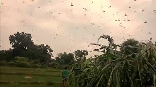 फेरि नेपालमा अर्को संकट सलह   किरा !! Locusts insect in Nepal 2020 ! Ep Tv