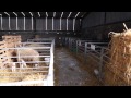 Lambing on Brian Nicholson's farm