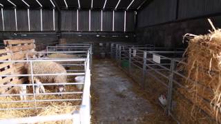 Lambing on Brian Nicholson's farm