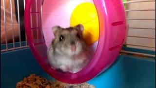 Hamster Curious.