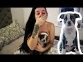 Suprising my girlfriend with a puppy  boston terrier 