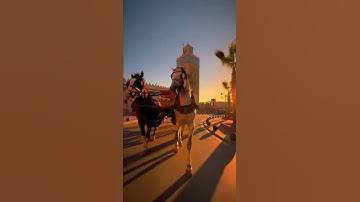 القارئ هشام الهراز 👀