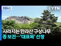 사라지는 한라산 구상나무...첫걸음 뗀 &#39;종 보전&#39; / YTN