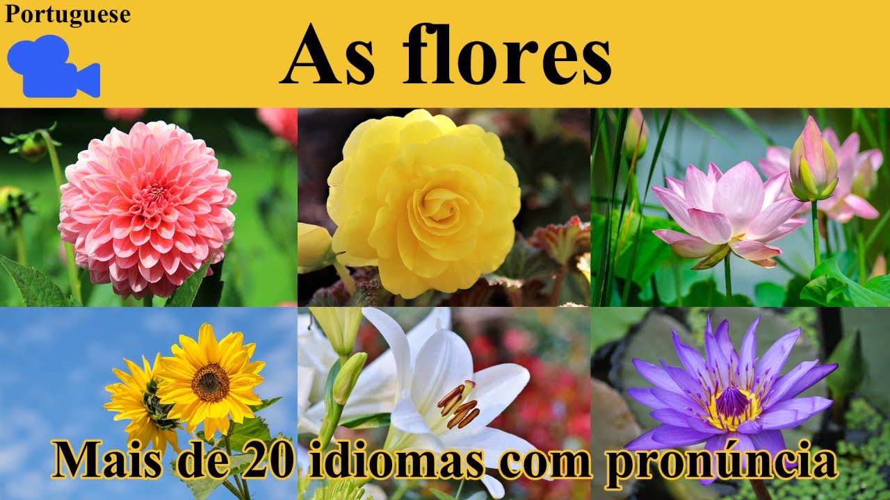 𝟒𝐊 𝐀𝐬 𝐟𝐥𝐨𝐫𝐞𝐬 𝐞𝐦 𝐏𝐨𝐫𝐭𝐮𝐠𝐮ê𝐬 / 𝐅𝐥𝐨𝐰𝐞𝐫𝐬 𝐍𝐚𝐦𝐞 𝐢𝐧 𝐏𝐨𝐫𝐭𝐮𝐠𝐮𝐞𝐬𝐞 / 𝐕𝐨𝐜𝐚𝐛𝐮𝐥á𝐫𝐢𝐨 𝐞