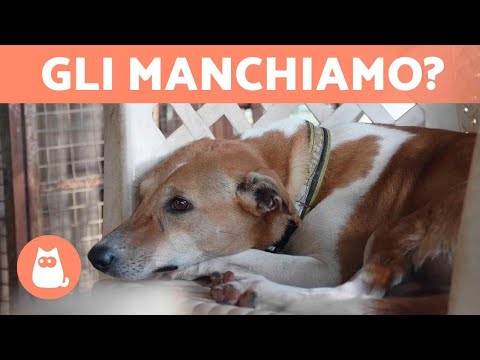 Video: I Cani Sentono La Morte Del Loro Proprietario?