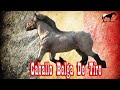 Caballo De Tiro Belga 🐴-Del Cerro Soy