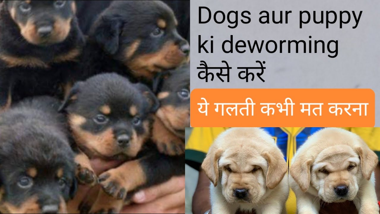 dogs aur puppy ki deworming kaise karen डॉग्स और पप्पी की डी वार्मिंग ...