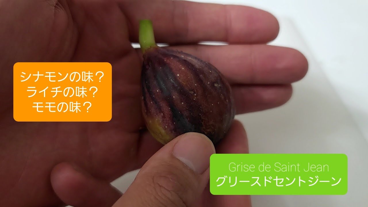 今季一番 イチジク セントジーン globescoffers.com