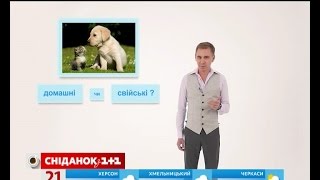 Кіт і собака – домашні чи свійські тварини? – експрес-урок Кіт і собака – домашні чи свійські тварини? – експрес-урок