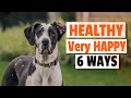 6 Ways to Keep Your Large Breed Dog Healthy and Happy🐶😜