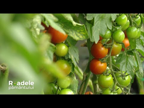 Video: Crearea unui cadru rece - Sfaturi pentru crearea și utilizarea ramelor reci în grădini