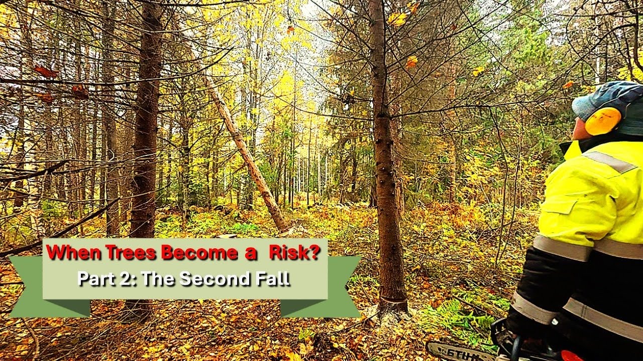 Felling a Dangerous Dead Spruce Trees | Tree Felling Series Part 2 out ...