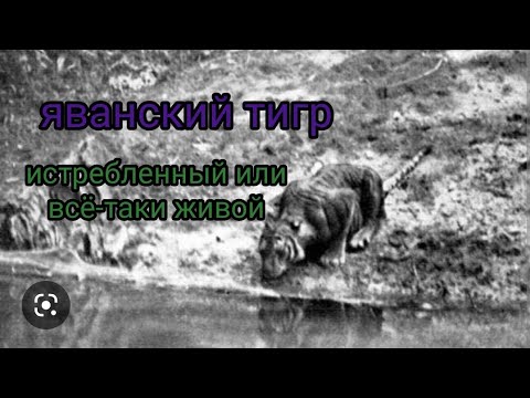 Видео: Явански тигър жив? Описание на вида