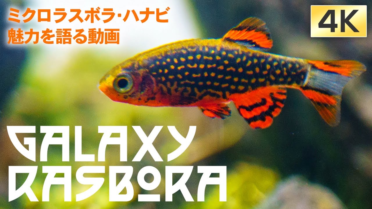 大人向け美魚ミクロラスボラ ハナビの魅力を語る Galaxy Rasbora Fireworks Rasbora アクアリウム 小型魚 Youtube