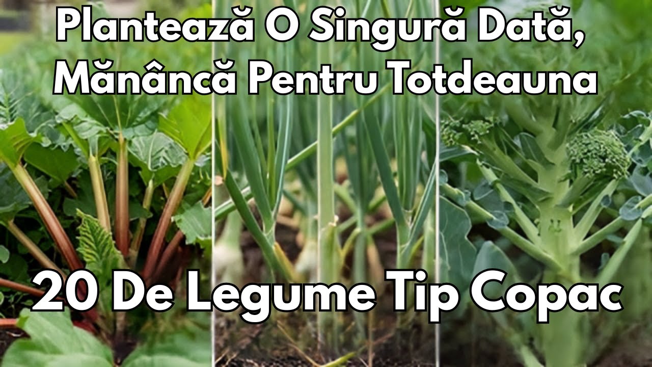 Aceste 20 De Legume Cresc Ca Niște COPACI De Fructe! Plantezi O Dată, Mănânci Pentru Totdeauna