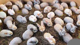 Secret to how to make all your rabbits give birth at the same time advantages that comes with it