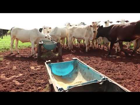 QUANTO DE MINERAL ADITIVADO PODE-SE OBTER 25% DE PROTEÍNA PARA O GADO?