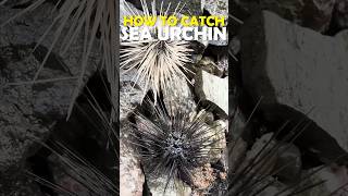 How Does The Sea Urchins Taste Like seaurchins chefenn