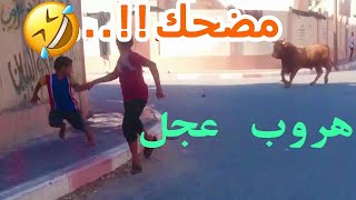 هروب عجل شراري في عيد الاضحى 2018 فيديو مضحك screenshot 2