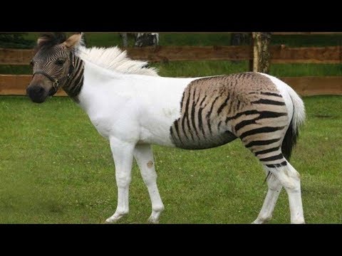 Most AMAZING Real Animal Hybrids!