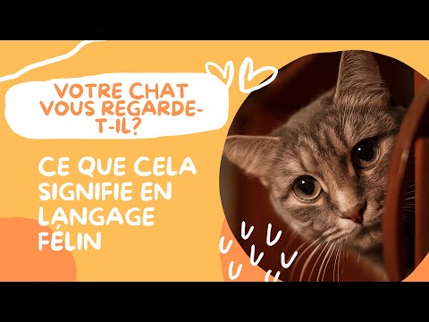 Vidéo: Quelque Chose D'intéressant Sur Le Langage Félin