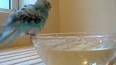 インコ式静岡新聞 ３０秒ver Budgies News Service Of Shizuoka Newspaper In 30 Youtube