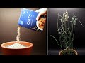 Growing OATS Time Lapse - Seed to Harvest in 69 Days