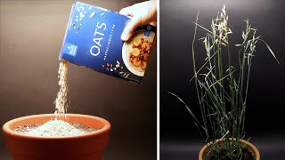 Growing OATS Time Lapse - Seed to Harvest in 69 Days