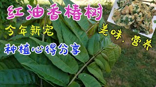 红油香椿种植 | 树叶可以吃的香椿树，童年美味，简单易种又营养！今年的新宠哦！