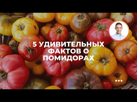 5 удивительных фактов о помидорах