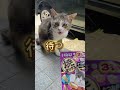😸「おやつに夢中になり過ぎてこうなっちゃった😹🙏」 #cat #野良猫出身 #地域猫