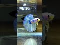#fish #bettafish #shorts