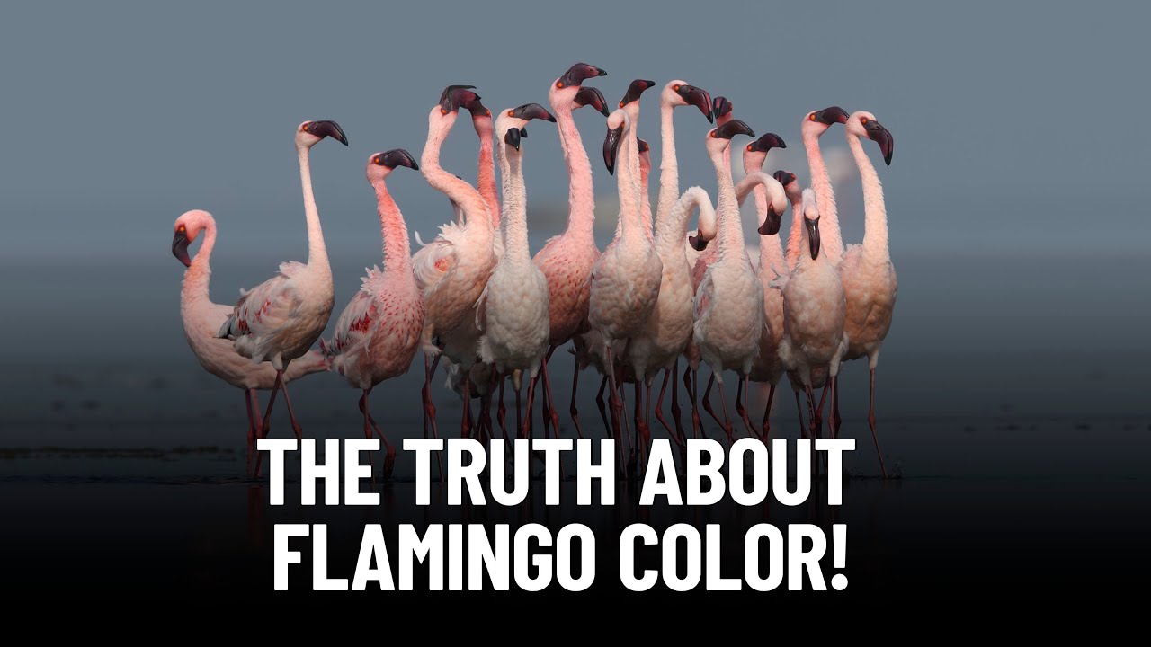 Why Pink Flamingos Are Pink: The Science and Significance of Their ...