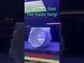 My dream saltwater fish! The hippo tang! One of these days! #reeflife #saltwaterfix #youtube