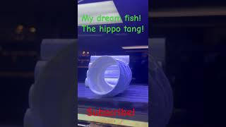 My dream saltwater fish! The hippo tang! One of these days! #reeflife #saltwaterfix #youtube
