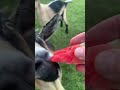 Chester the goat enjoying some watermelon