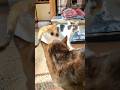 野良子猫みいと先住猫お母さん 2025年12月27日